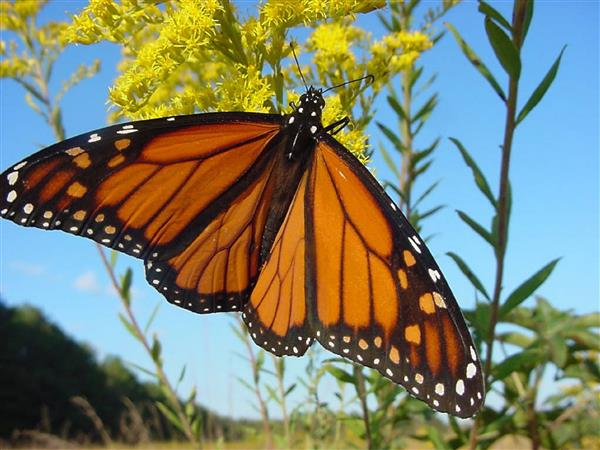 Image of a butterfly